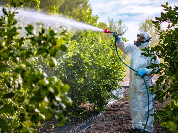 Pesticides being sprayed in field