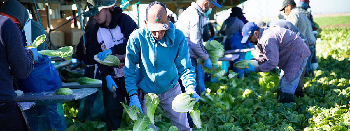 Farmworker in lettuce field