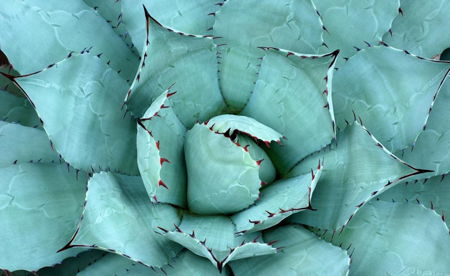 Photo of Aloe Plant