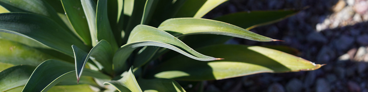 close up of cactus