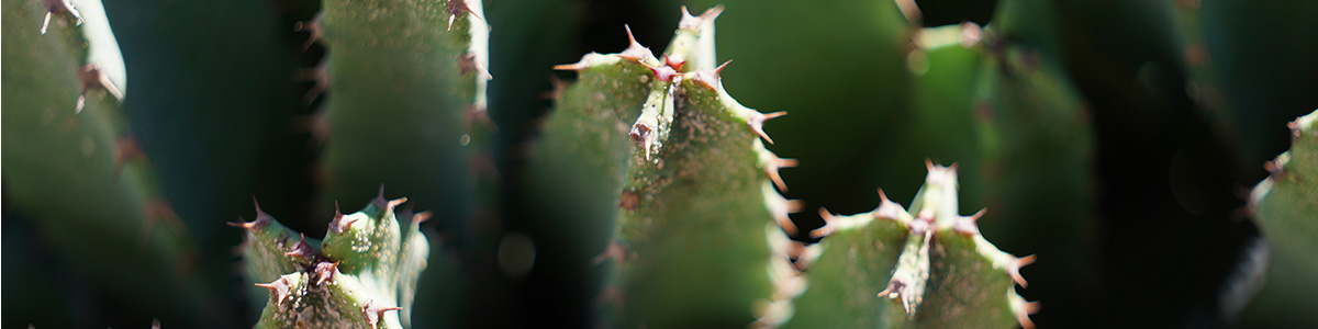 close up of cactus