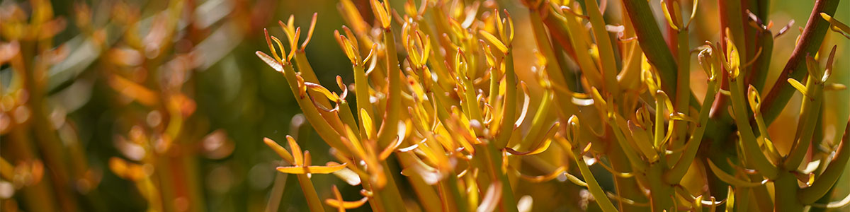 close up of cactus