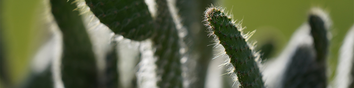 close up of cactus