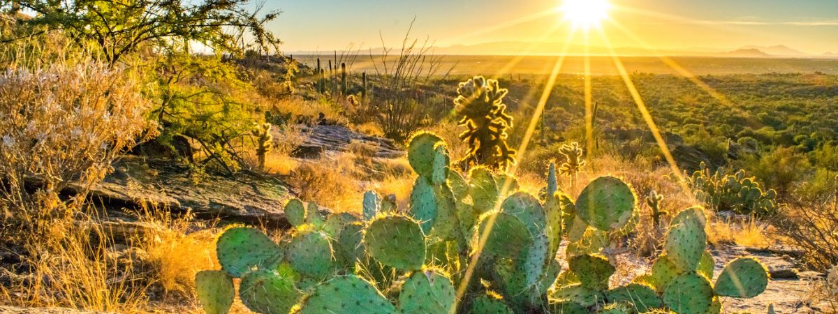  Hot Tucson desert