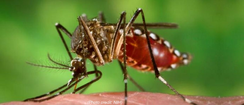 Close up of a mosquito