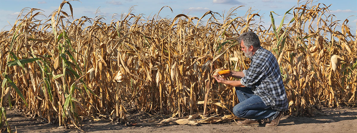 Man tending dry crops